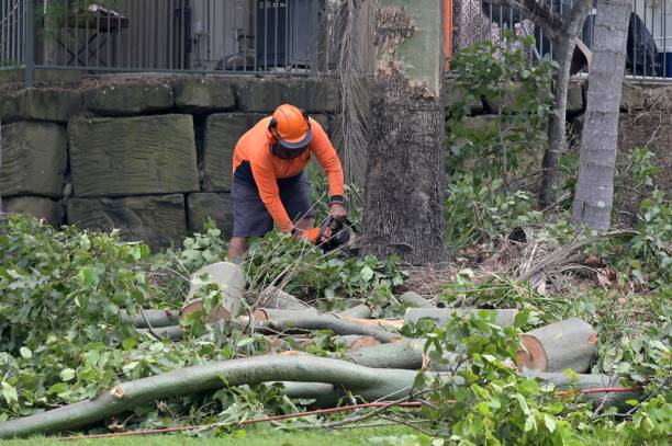 Professional Tree Services in Mays Chapel, MD