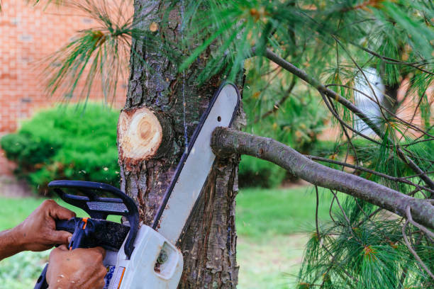 How Our Tree Care Process Works  in Mays Chapel, MD